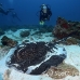 ray_marble_wb_ci_h_0120_cos2625.jpg